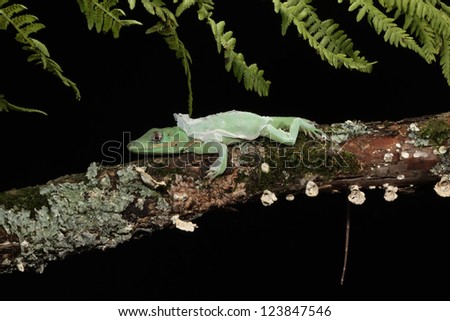 Gecko shedding skin