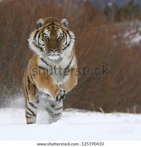 Siberian Tiger Running In Snow
