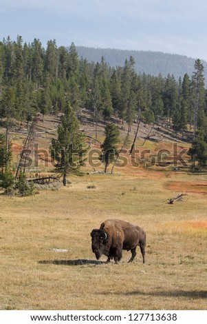 North American Bison in Yellowstone National park shot as vertical landscape