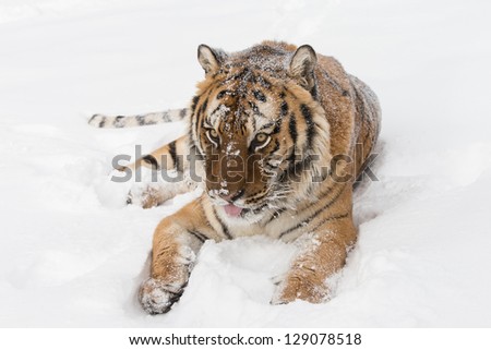 Rare Siberian Tiger sitting in snow