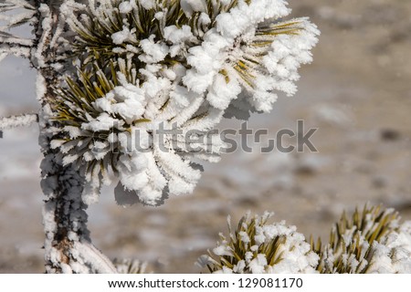 Vapor from hot springs and geysers frozen on pine needles in Yellowstone National Park