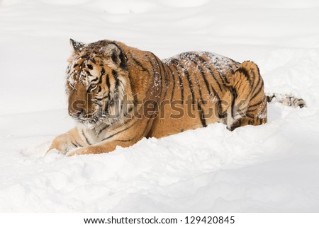 Rare Siberian Tiger sitting in snow