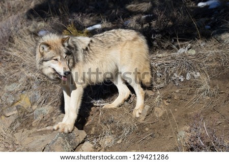 North American Grey Wolf standing on hill side