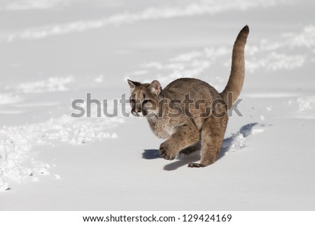 Young Mountain Lion running in snow covered meadow