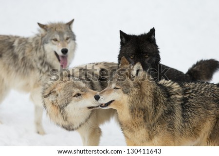 Wolf pack interaction on snow covered field