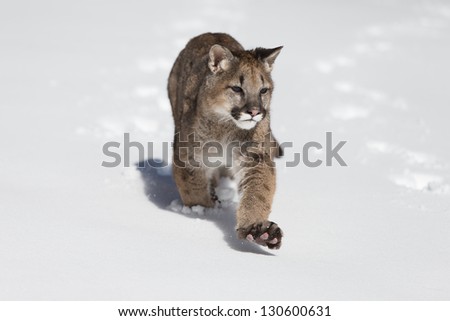 Young Mountain Lion running in snow covered meadow
