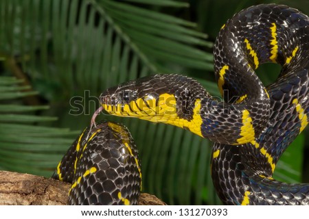 Mangrove snake with tongue out