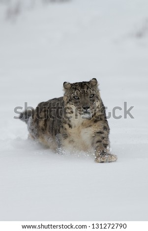 Rare and Elusive Snow Leopard  running in deep snow