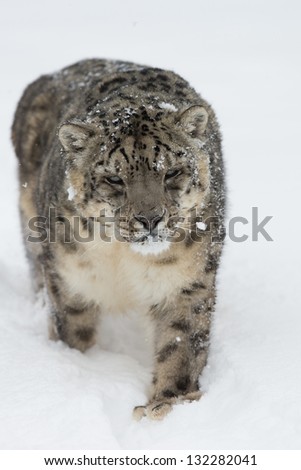 Rare and Elusive Snow Leopard running in deep snow