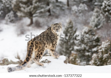Rare And Elusive Snow Leopard In Winter Snow Scene