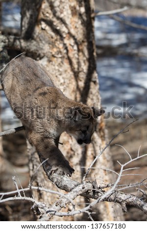 Young Mountain Lion jumping from tree
