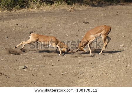 A pair of male impala fighting to be dominant male in the herd