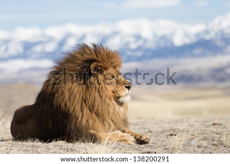 Extinct in the wild Barbary or Atlas Lion on windswept hill