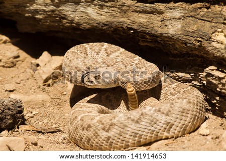 Western Diamond-backed Rattlesnake in Desert scene