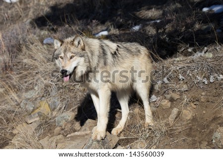 Single North American Grey Wolf in Montana wilderness