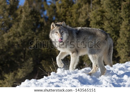 Single Grey Wolf in snow