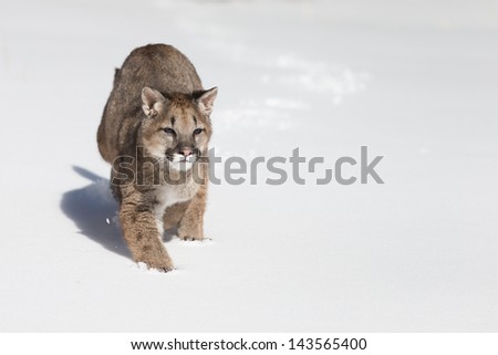 Young Mountain Lion running in snow covered field