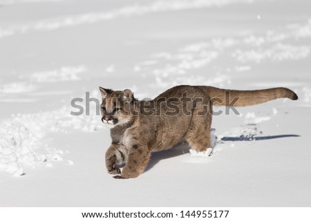 A young Mountain Lion running in the snow