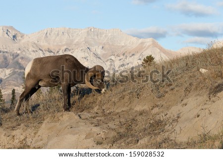 Beautiful Big Horn Sheep Rams in Jasper National Park, Alberta Canada.