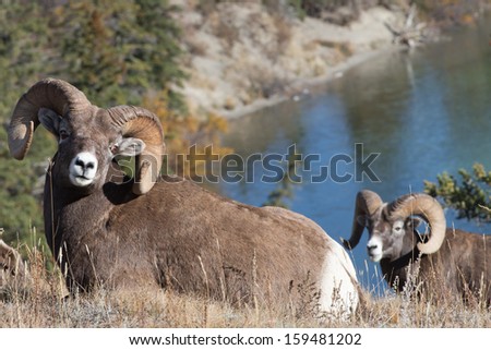Beautiful Big Horn Sheep Rams in Jasper National Park, Alberta Canada.