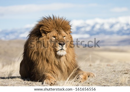 Extinct in the wild Atlas Mountain Lion