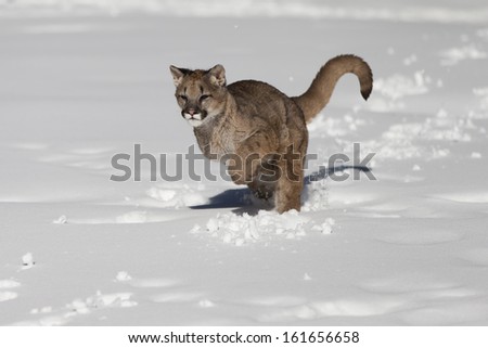 Young Mountain Lion in Snow