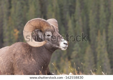 Big Horn Sheep Ram in Jasper National Park