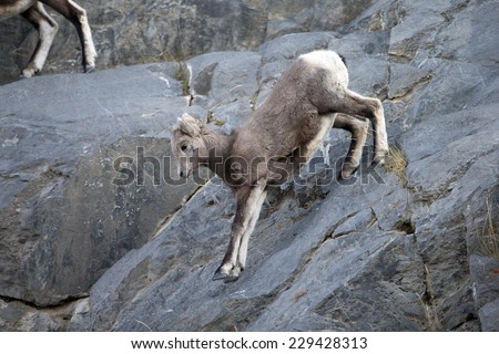 Female Big Horn Sheep ascending step rocky slope in early morning