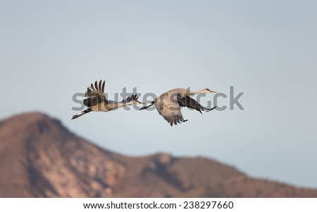 Sandhill cranes flying at Bosque del Apache National Wildlife Refuge in San Antonio New Mexico