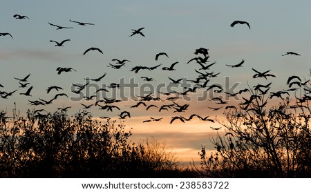 Sandhill Cranes flying to roost at twilight in the Bernardo Waterfowl Management Area at Bernardo, New Mexico