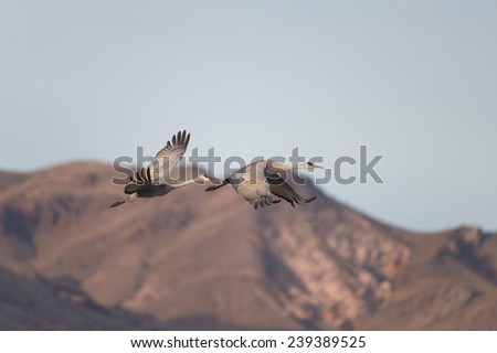 Sandhill cranes flying at Bosque del Apache National Wildlife Refuge in San Antonio New Mexico