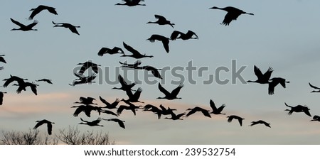Sandhill cranes flying at sunset near Bosque del Apache National Wildlife Refuge in San Antonio New Mexico