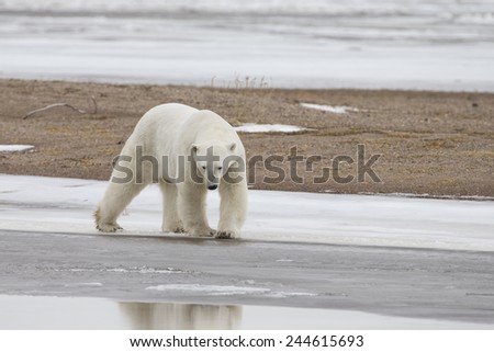 Polar Bear on Ice at Hudson Bay Canada
