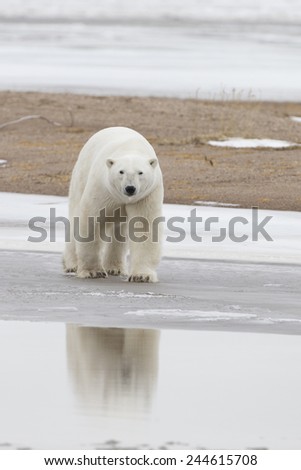 Polar Bear on Ice at Hudson Bay Canada