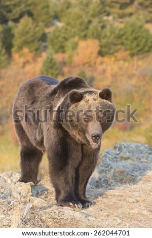 North American Grizzly Bear at sunrise in Western USA
