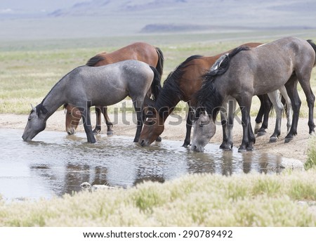 Wild horses of the Great Basin Desert in Utah USA