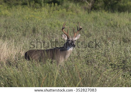 Texas White-tail Deer Buck