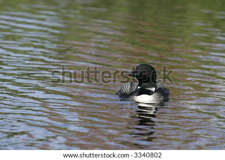 Adult Common Loon on Small Suburban Pond in Upstate New York