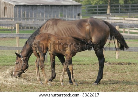 black thoroughbred racehorse. Thoroughbred Race Horse