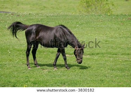 black thoroughbred racehorse. stock photo : Black Thoroughbred race Horse on Farm