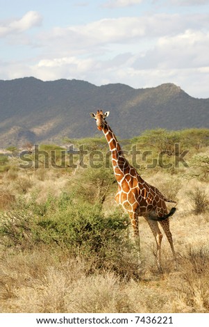 Reticulated Giraffe with landscape background in Buffalo Springs National Park Kenya Africa
