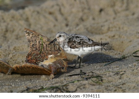 beach feeding