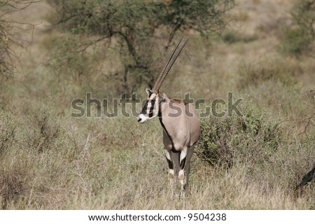 Wild Oryx