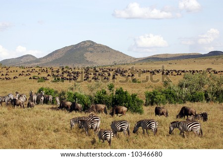 Landscape Background of Animal Herds on the Masai mara
