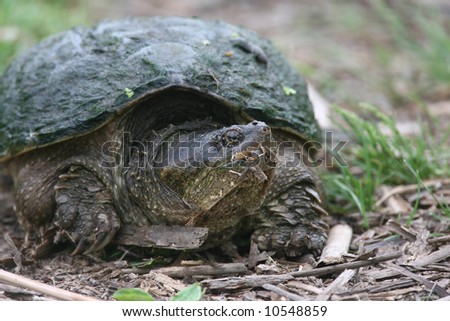 Old Snapping Turtle Laying Eggs