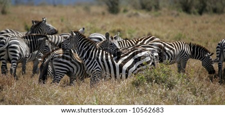 Banner for web or newsletter with African Zebras