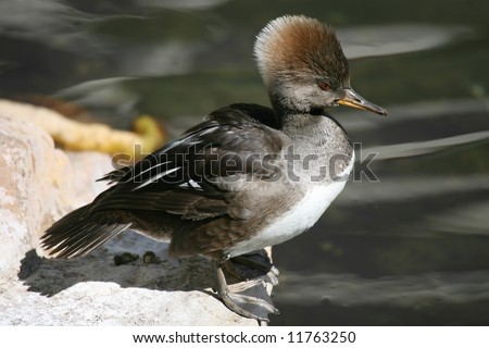 Hooded Duck