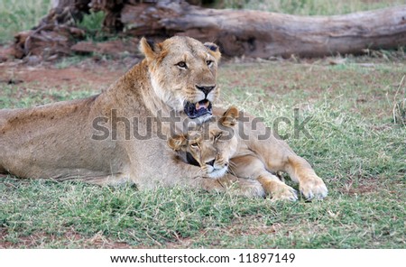 Female Lion Attempting to entice the Male into Breeding with Her.