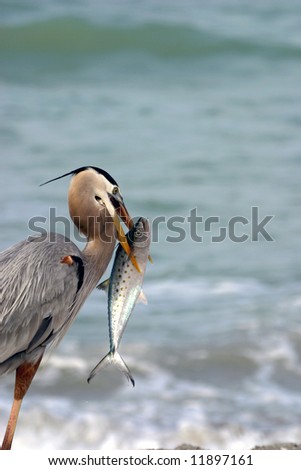 Great Blue Heron with Large Fish Composed for Magazine or Brochure Cover