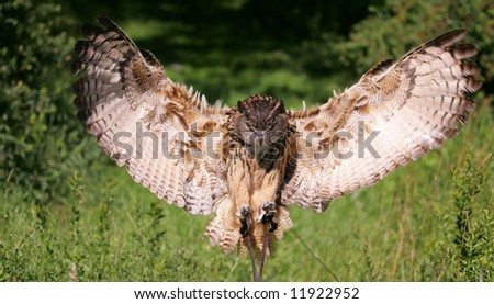 stock photo Eurasian Eagle Owl Flying